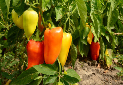 Pepper Growing Tips Image